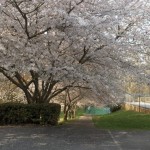 Path to Tennis Courts in Spring